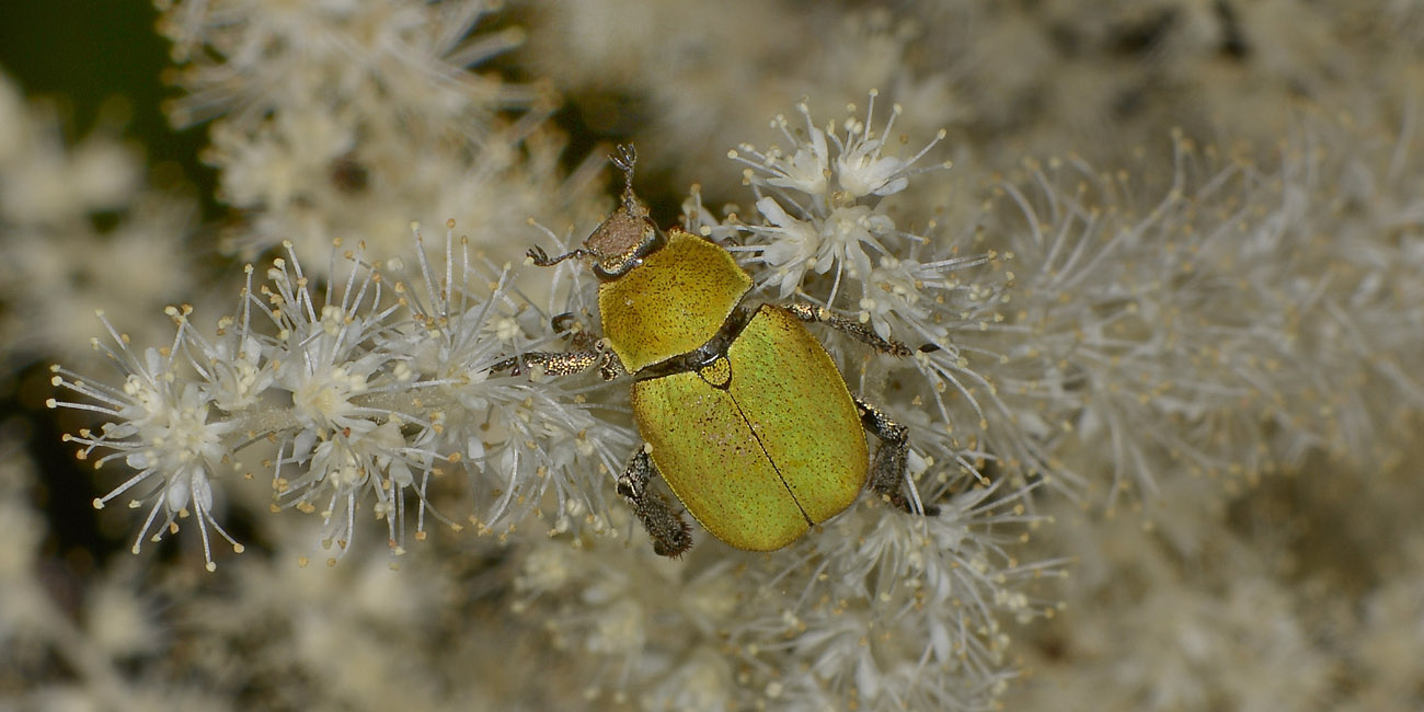Rutelidae: Hoplia argentea anche loro?